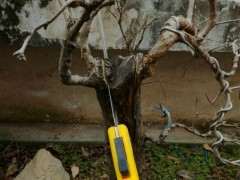 平头的石榴下山桩怎么处理的方法 图片