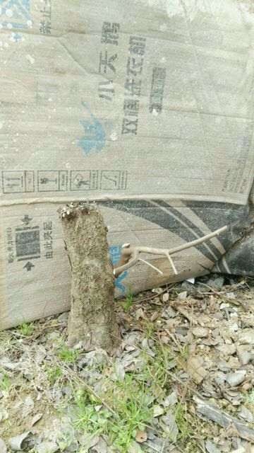 旋转磨头能磨动石榴下山桩桩吗 图片