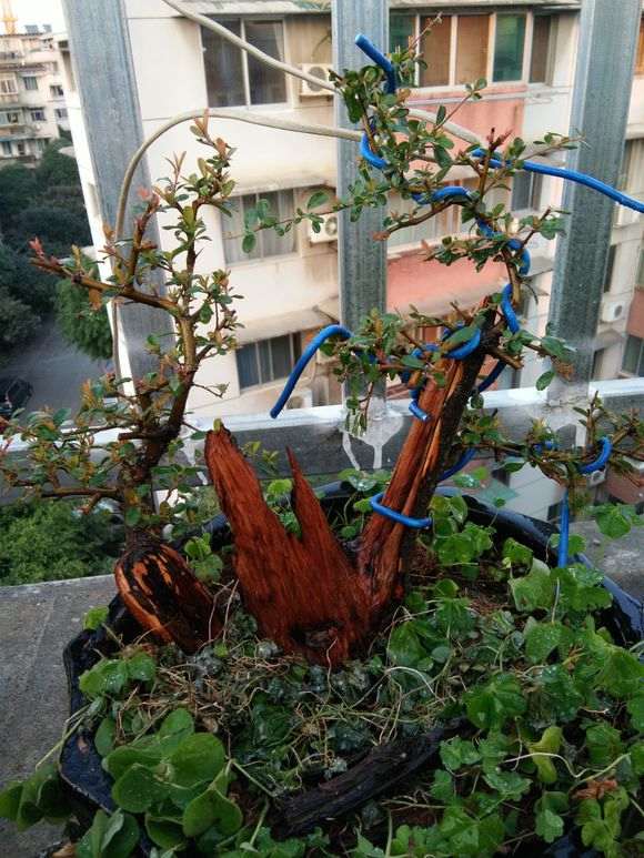 旋转磨头能磨动石榴下山桩桩吗 图片