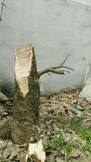 旋转磨头能磨动石榴下山桩桩吗 图片