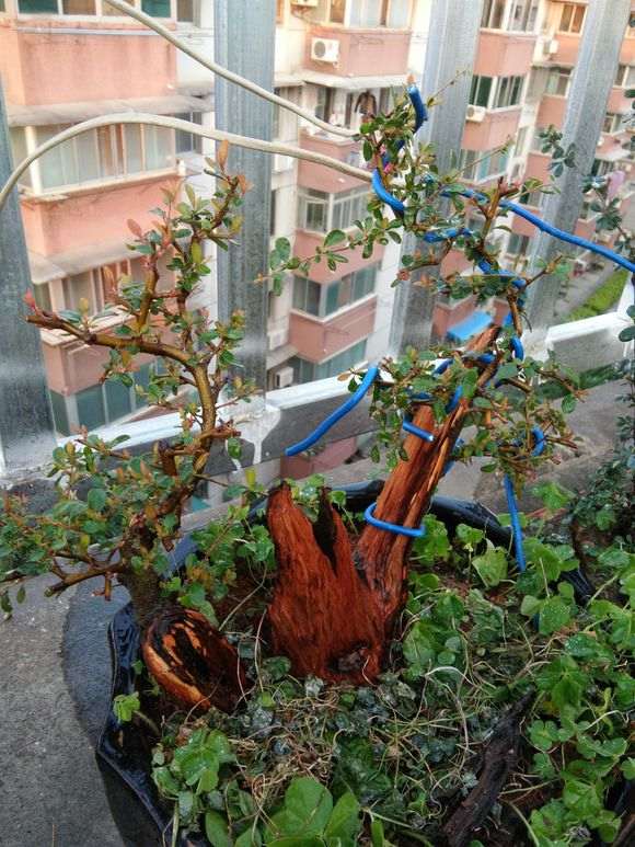 旋转磨头能磨动石榴下山桩桩吗 图片