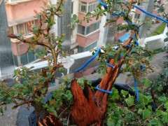 旋转磨头能磨动石榴下山桩桩吗 图片