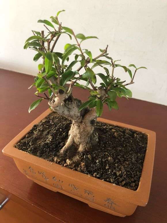 听说石榴下山桩好养 是不是真的 图片