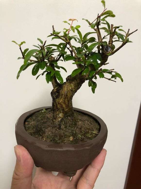 听说石榴下山桩好养 是不是真的 图片