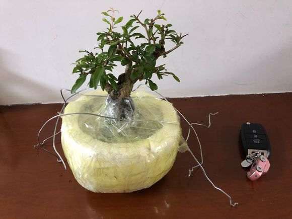 听说石榴下山桩好养 是不是真的 图片