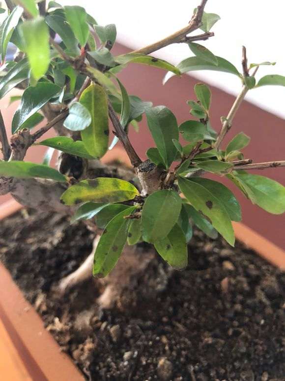 听说石榴下山桩好养 是不是真的 图片