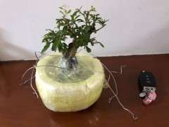 听说石榴下山桩好养 是不是真的 图片