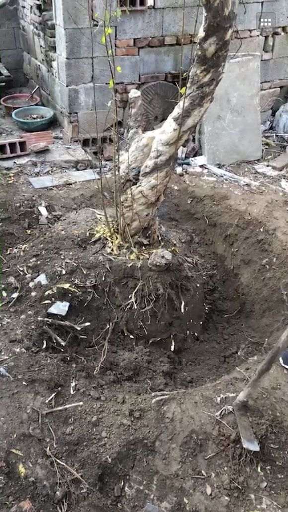 石榴下山桩地栽 半年都长不大 怎么办 图片