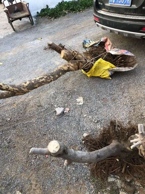 石榴下山桩地栽 半年都长不大 怎么办 图片