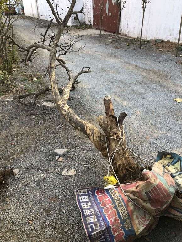 上海是不是不适合载种石榴下山桩 图片