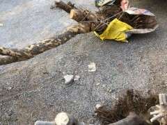 上海是不是不适合载种石榴下山桩 图片