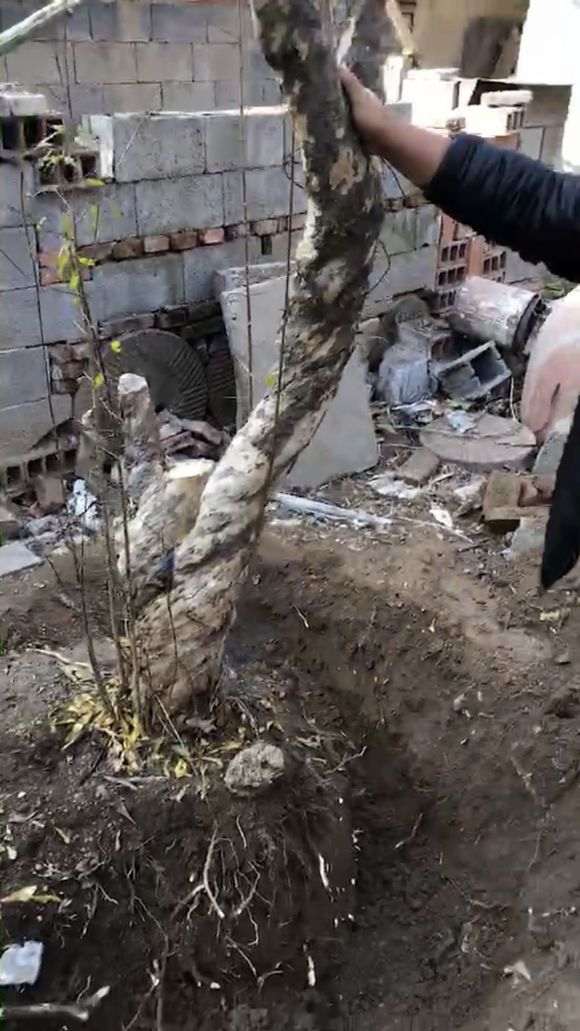 河北的 你买到石榴下山桩树苗吗