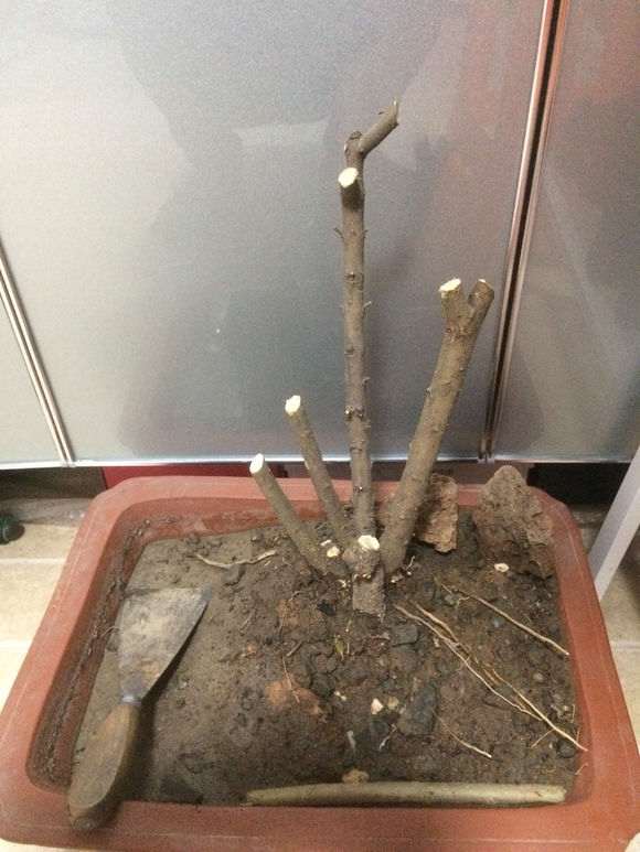 石榴下山桩 是什么品种 有知道的吗 图片