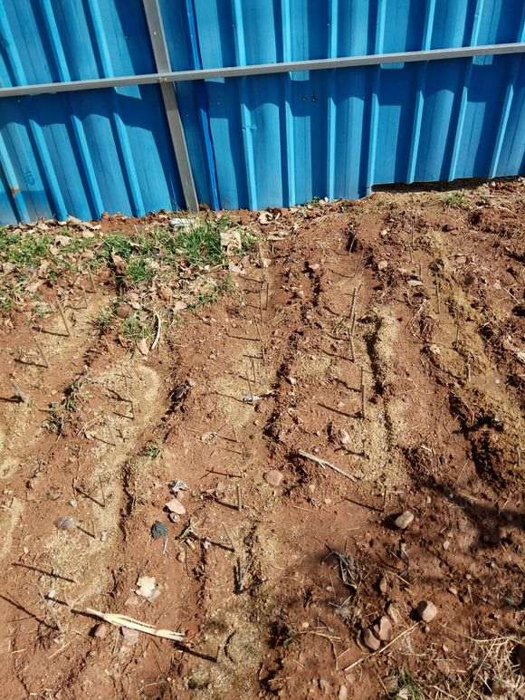 南方石榴下山桩怎么扦插的方法 图片