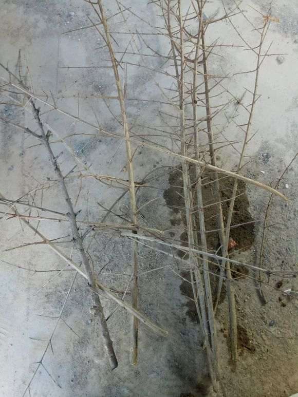 南方石榴下山桩怎么扦插的方法 图片