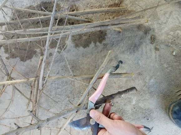 南方石榴下山桩怎么扦插的方法 图片