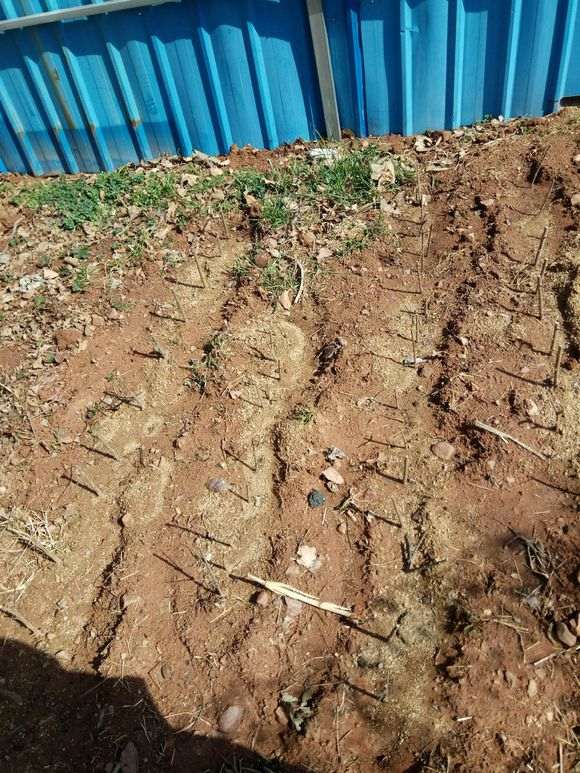 南方石榴下山桩怎么扦插的方法 图片