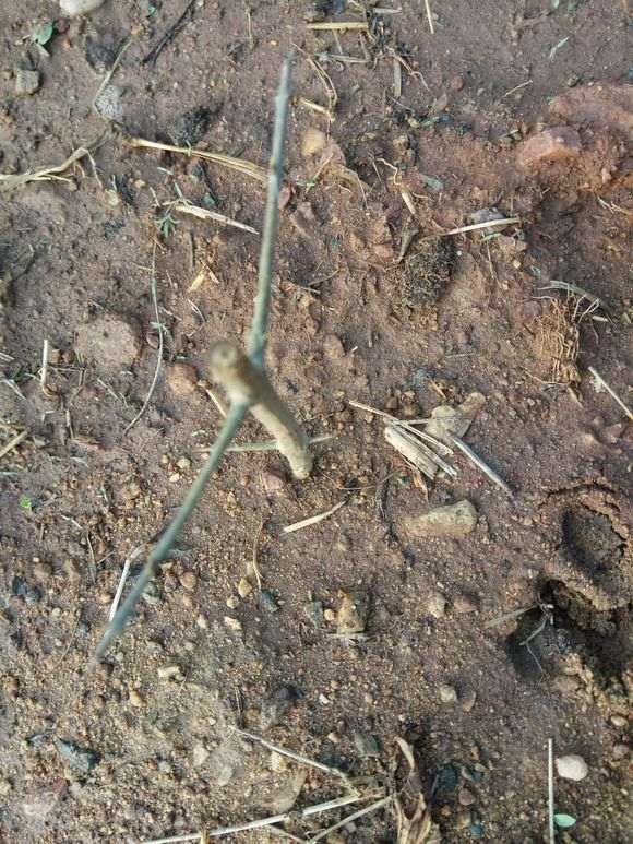 为什么石榴下山桩容易成活且长根 图片