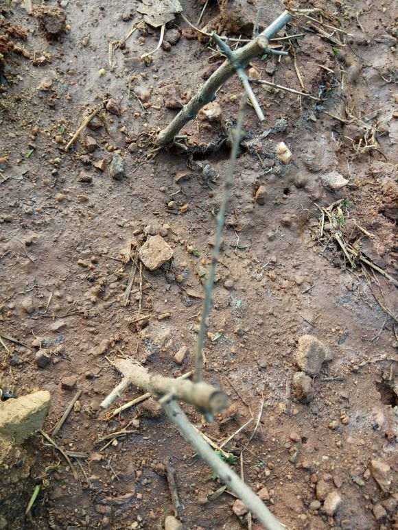 为什么石榴下山桩容易成活且长根 图片