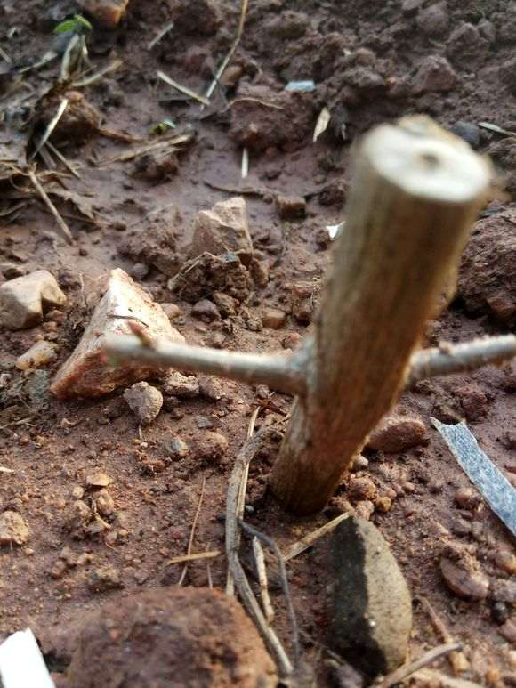 为什么石榴下山桩容易成活且长根 图片