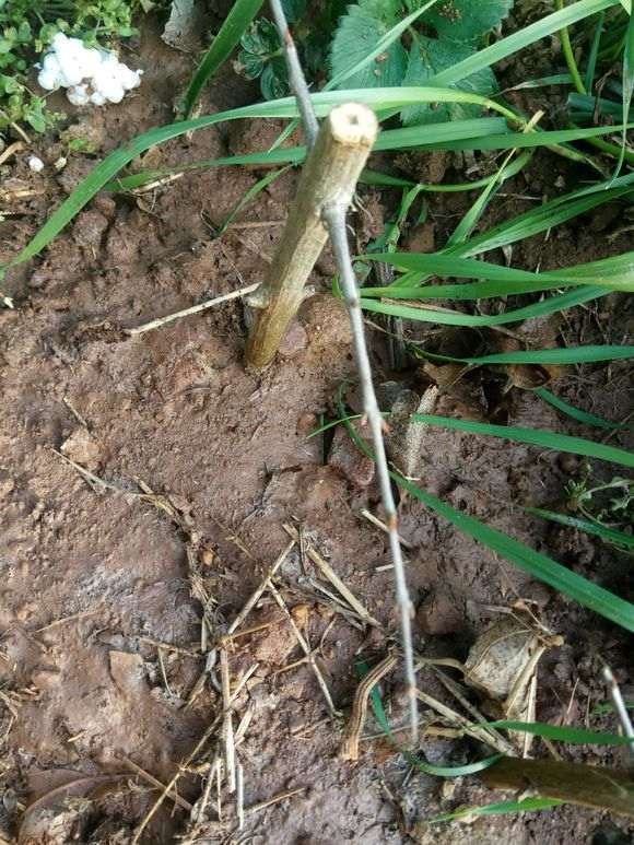 为什么石榴下山桩容易成活且长根 图片