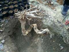 石榴下山桩怎么倒栽能活的方法 图片