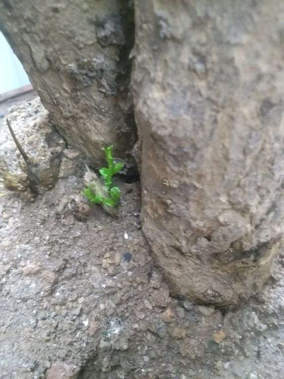 石榴下山桩的老叶都枯了 又发出了新芽