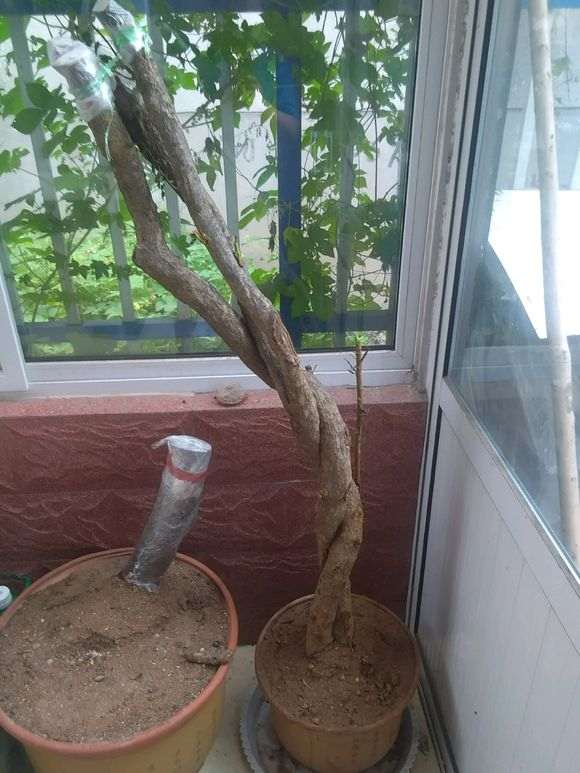 石榴下山桩的老叶都枯了 又发出了新芽