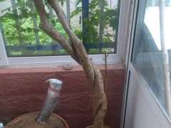 石榴下山桩的老叶都枯了 又发出了新芽