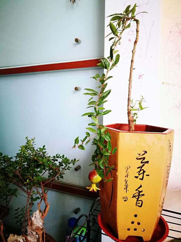 石榴下山桩红平常放室内 还是室外好 图片