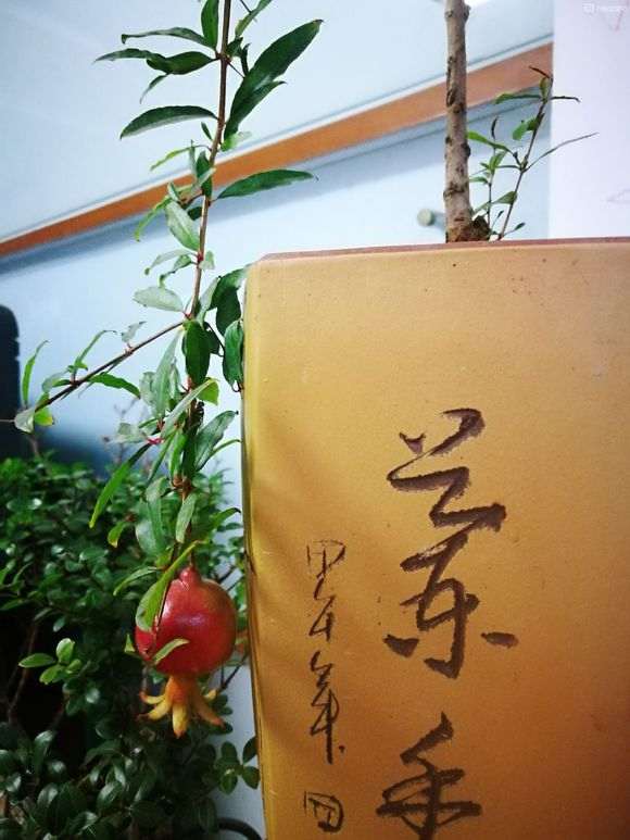 石榴下山桩红平常放室内 还是室外好 图片