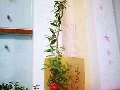 石榴下山桩红平常放室内 还是室外好 图片