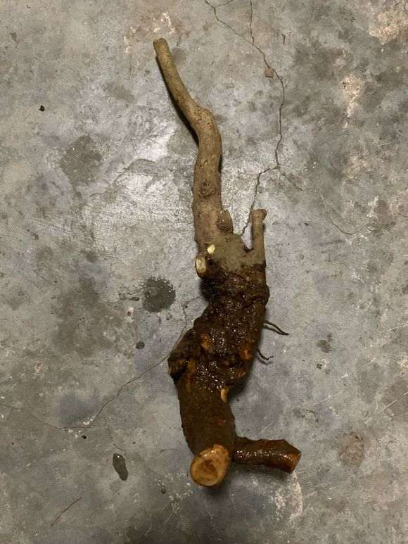 石榴下山桩树易活吗 没玩过 图片