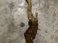 石榴下山桩树易活吗 没玩过 图片