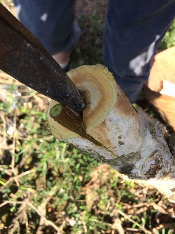 为什么我的石榴下山桩嫁接方法是错的