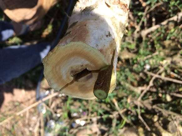 为什么我的石榴下山桩嫁接方法是错的