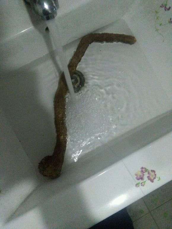 迎春下山桩生桩怎么发芽生根快