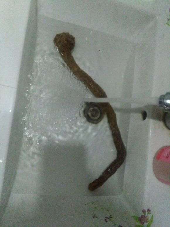 迎春下山桩生桩怎么发芽生根快