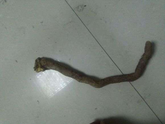 迎春下山桩生桩怎么发芽生根快