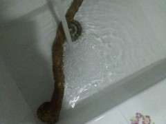 迎春下山桩生桩怎么发芽生根快