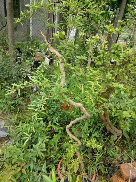 倒栽石榴下山桩可以成活吗 图片