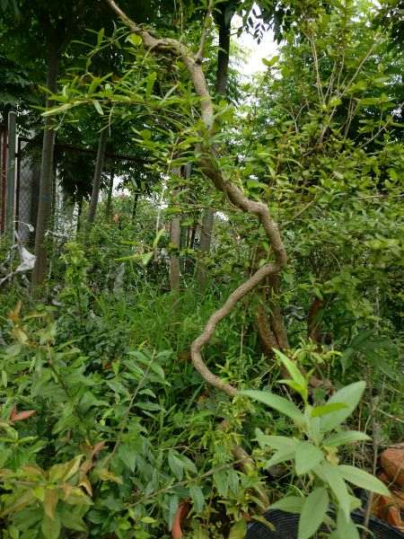 倒栽石榴下山桩可以成活吗 图片