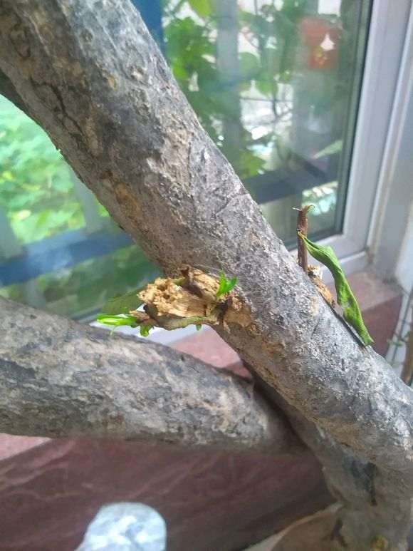 倒栽石榴下山桩可以成活吗 图片