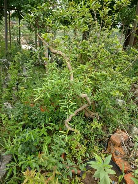 倒栽石榴下山桩可以成活吗 图片