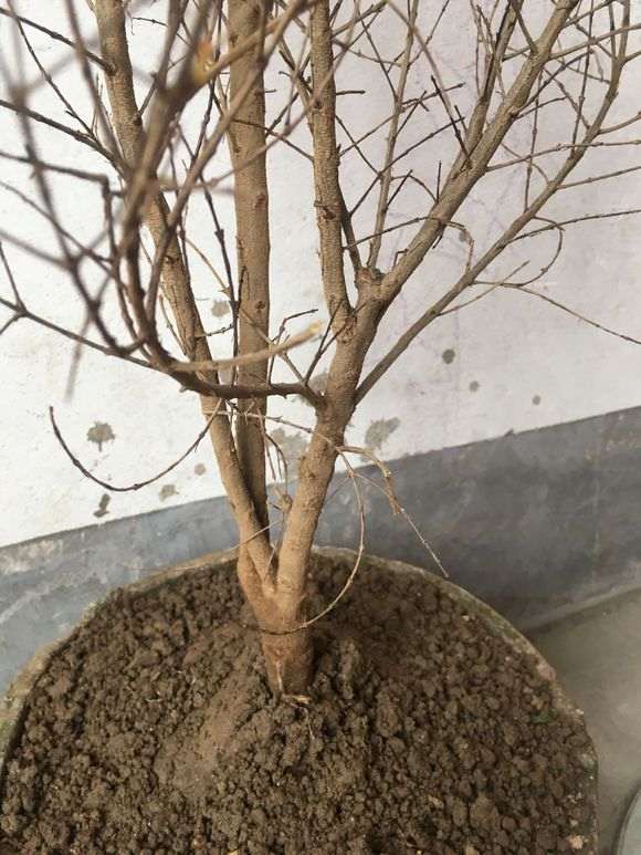 这个石榴下山桩怎么制作成盆栽 图片