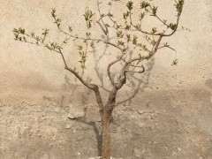 为什么宿迁下山桩 假货多 图片