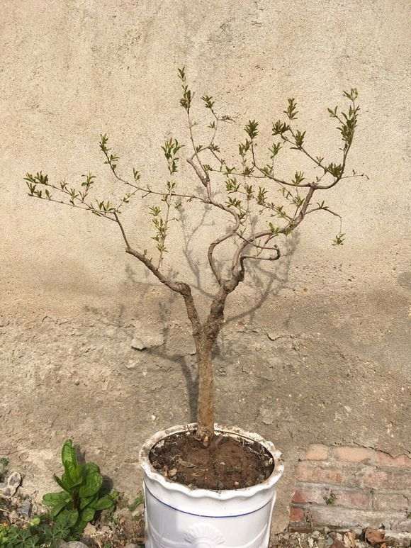 为什么宿迁下山桩 假货多 图片