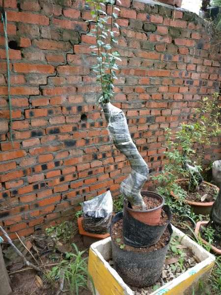 为什么宿迁下山桩 假货多 图片