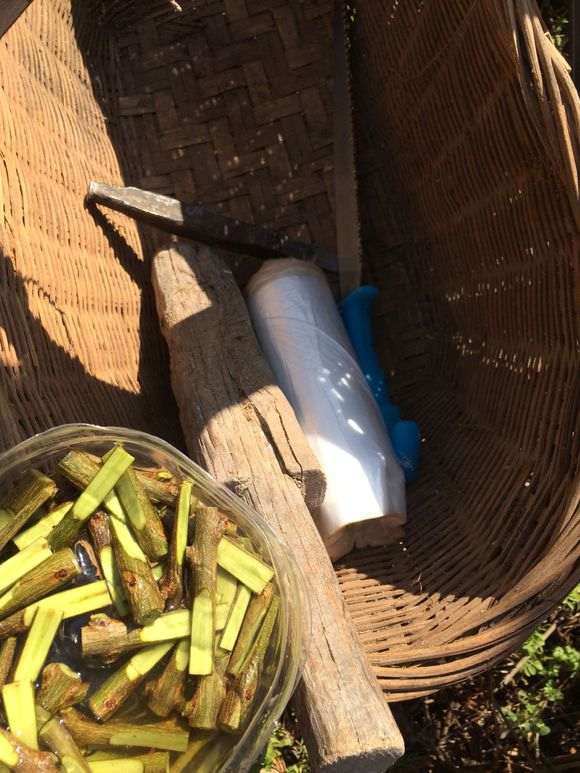 石榴下山桩发芽了 换盆可以吗 图片