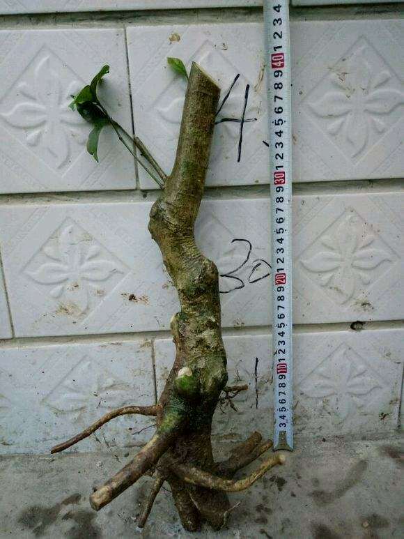 石榴下山桩什么方法能促进树干多发芽